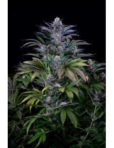 DINAFEM - Super Silver 3szt - 1