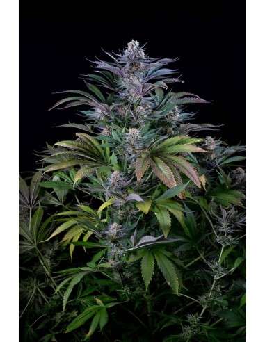 DINAFEM - Super Silver 3szt - 1