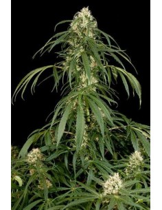 DINAFEM - Super Silver 3szt - 1 2
