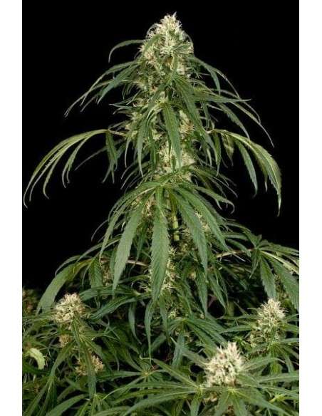 DINAFEM - Super Silver 3szt - 2