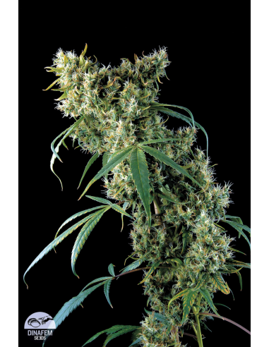 DINAFEM - Super Silver 3szt - 3