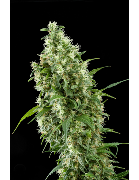 DINAFEM - Super Silver 3szt - 5