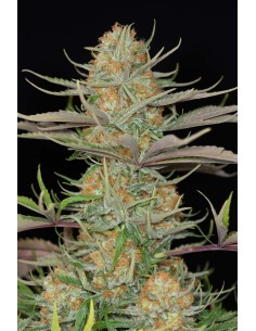 DINAFEM - Sweet Deep Grapefruit - 1