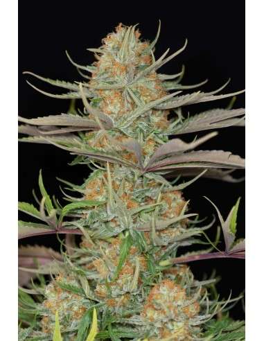 DINAFEM - Sweet Deep Grapefruit - 1