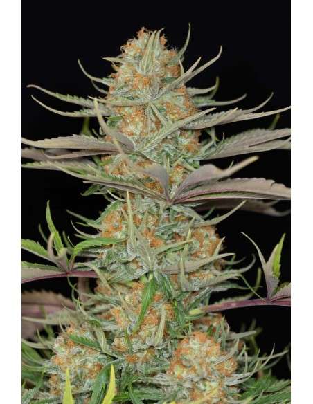 DINAFEM - Sweet Deep Grapefruit - 1