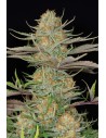 DINAFEM - Sweet Deep Grapefruit - 1