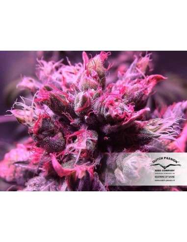 DUTCH PASSION - Master Kush - 10