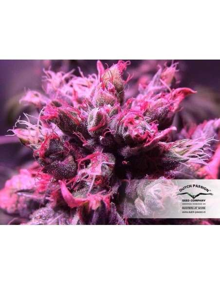 DUTCH PASSION - Master Kush - 10
