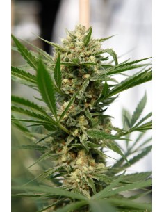 DINAFEM - Sweet Deep Grapefruit - 1 2