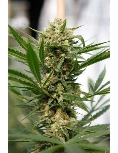 DINAFEM - Sweet Deep Grapefruit - 2