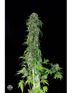 DINAFEM - White Siberian - 1