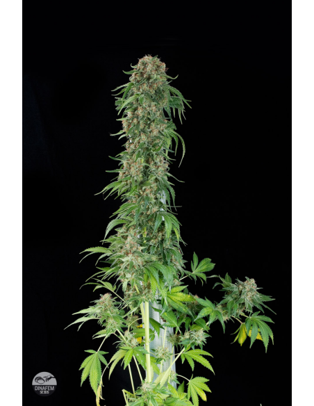 DINAFEM - White Siberian - 1