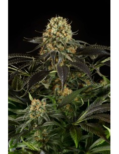 DINAFEM - White Siberian - 1 2