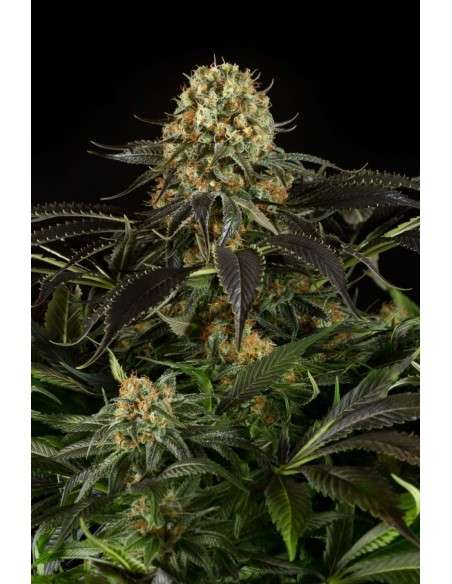 DINAFEM - White Siberian - 2
