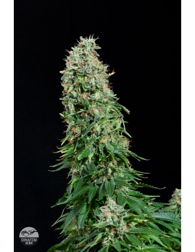 DINAFEM - White Siberian - 3