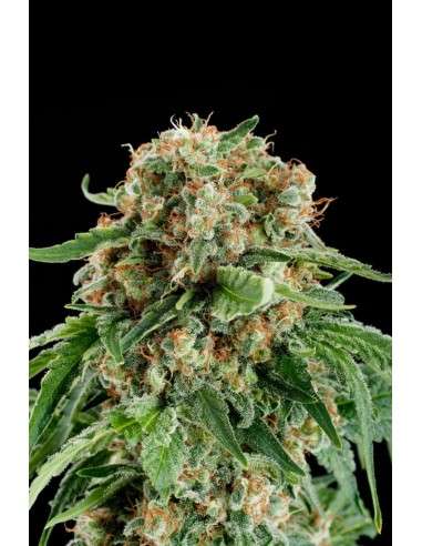 DINAFEM - White Siberian - 4