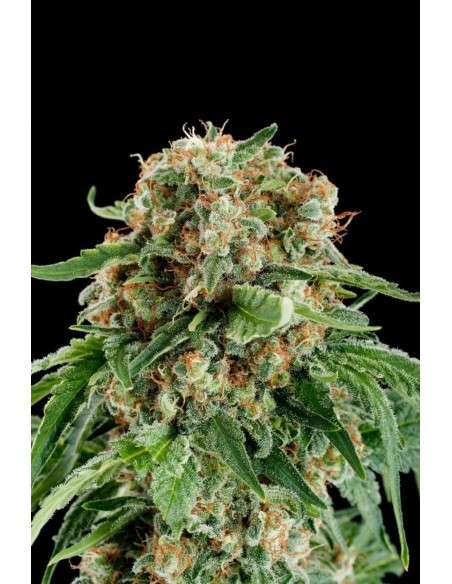 DINAFEM - White Siberian - 4