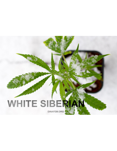 DINAFEM - White Siberian - 5