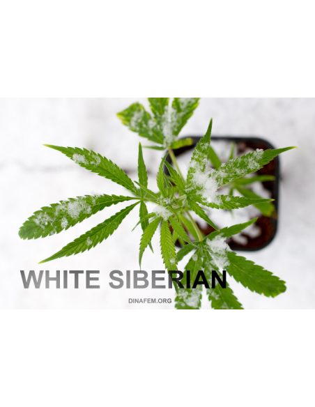 DINAFEM - White Siberian - 5