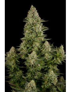 DINAFEM - White Widow - 1