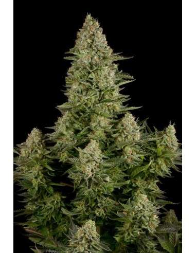 DINAFEM - White Widow - 1