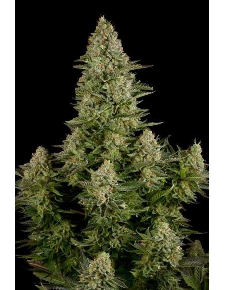 DINAFEM - White Widow - 1