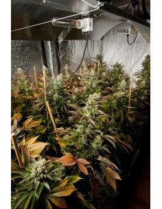 DINAFEM - White Widow - 1 2