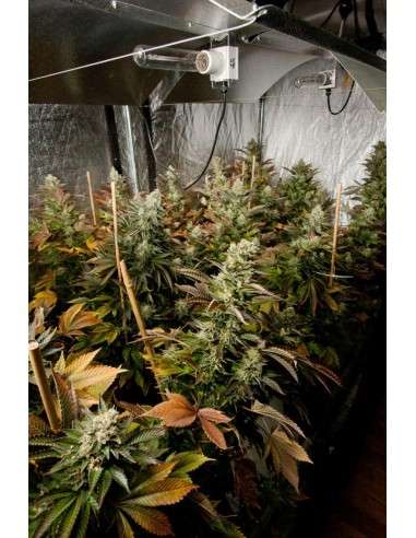 DINAFEM - White Widow - 2
