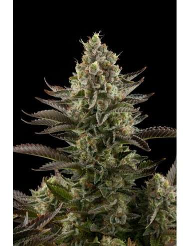 DINAFEM - White Widow - 3