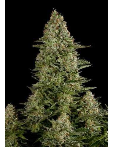 DINAFEM - White Widow - 4