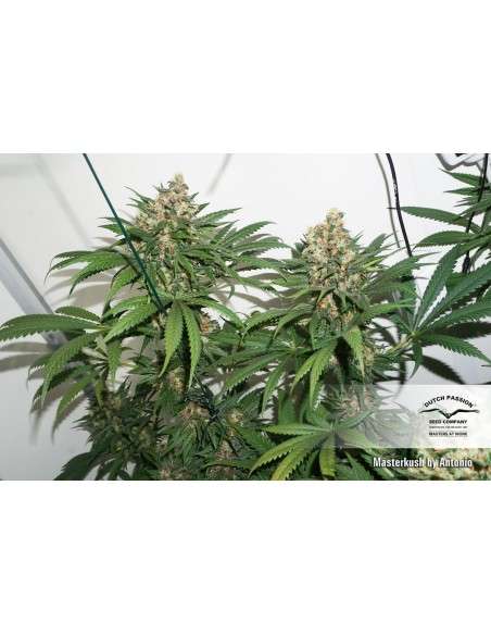 DUTCH PASSION - Master Kush - 11