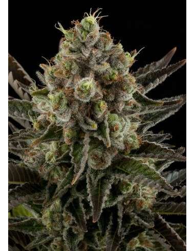 DINAFEM - White Widow - 5