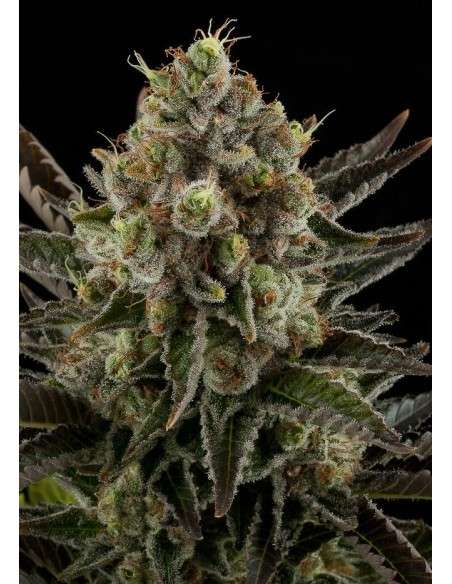 DINAFEM - White Widow - 5