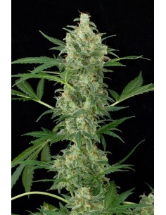 DINAFEM - Cheese Autoflowering - 1