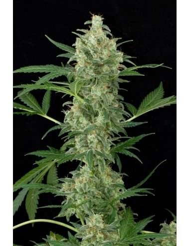 DINAFEM - Cheese Autoflowering - 1