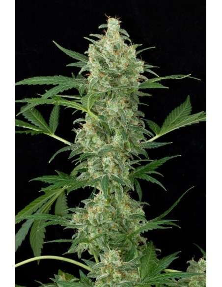 DINAFEM - Cheese Autoflowering - 1
