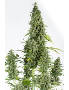 DINAFEM - Cheese Autoflowering - 1 2