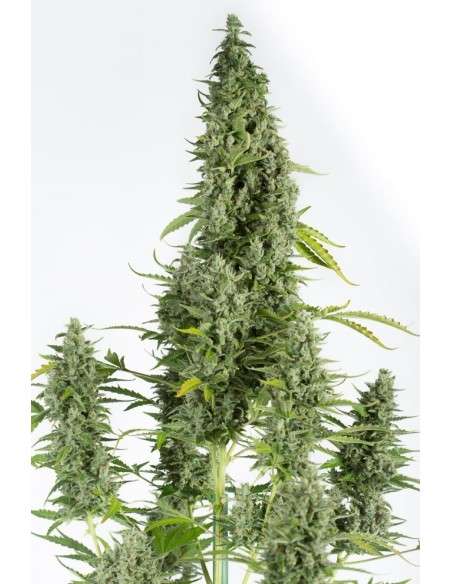 DINAFEM - Cheese Autoflowering - 2
