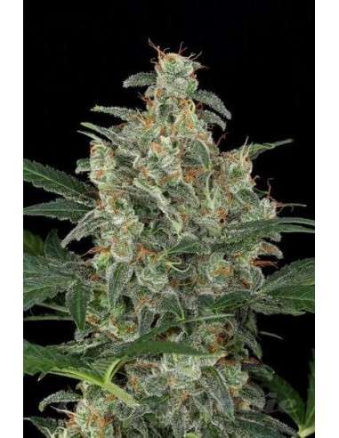DINAFEM - Cheese Autoflowering - 3