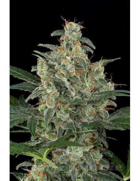 DINAFEM - Cheese Autoflowering - 3