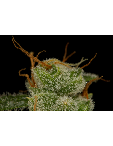 DINAFEM - Cheese Autoflowering - 4