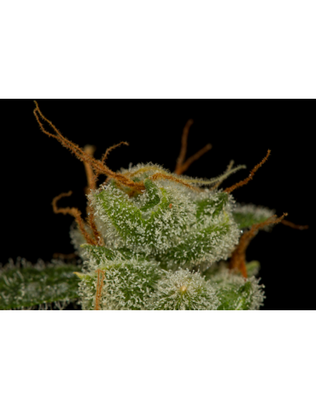 DINAFEM - Cheese Autoflowering - 4