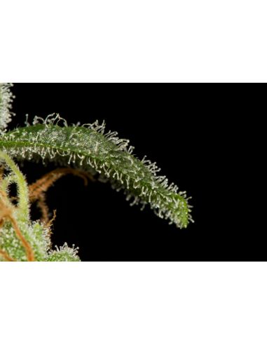 DINAFEM - Cheese Autoflowering - 5