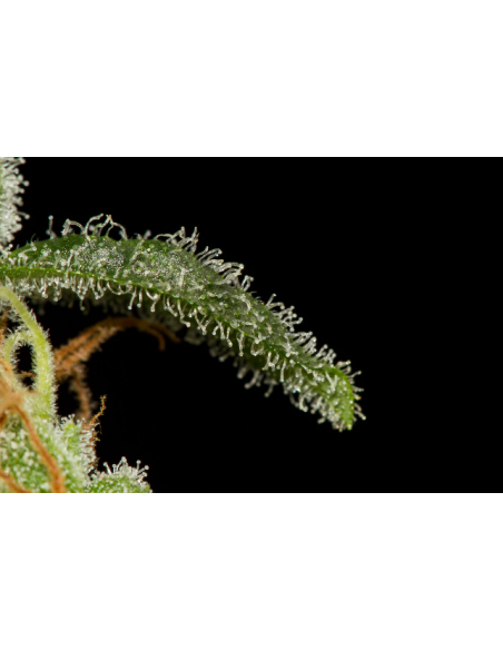 DINAFEM - Cheese Autoflowering - 5