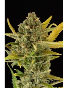 DINAFEM - Critical Cheese Autoflowering - 1