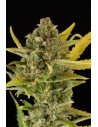 DINAFEM - Critical Cheese Autoflowering - 1