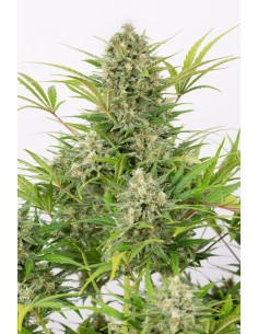 DINAFEM - Critical Cheese Autoflowering - 1 2