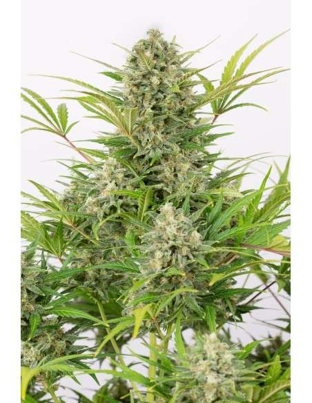 DINAFEM - Critical Cheese Autoflowering - 2