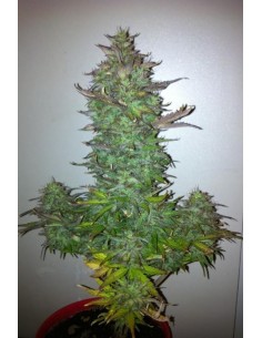 DINAFEM - Fruit Autoflowering - 1