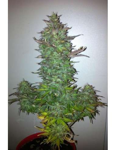 DINAFEM - Fruit Autoflowering - 1